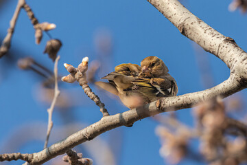 Common Chaffinch perched on a tree branch