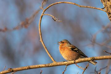 Common Chaffinch perched on a tree branch