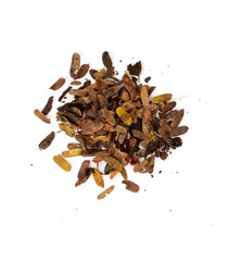 Dry tamarind leaves isolated on white background