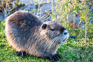 Creole otter or Myocastor coypus feeding on the shore of a lagoon