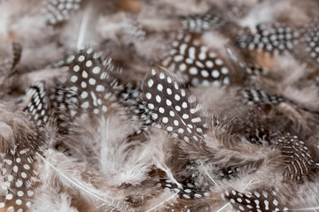 Beautiful abstract background of dark spotted feathers on a beige background. Fluffy, soft texture of feathers. A gentle banner.