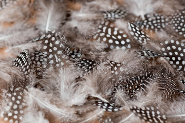 Obraz premium Beautiful abstract background of dark spotted feathers on a beige background. Fluffy, soft texture of feathers. A gentle banner.