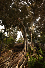 Moreton Bay Fig tree has a massive and dramatic root structure