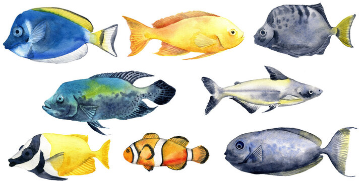 watercolor drawing tropical fishes isolated at white background, hand drawn illustration