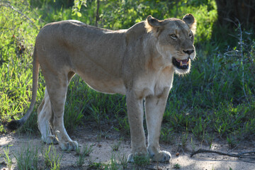 Obraz premium A lioness on Kruger national park, South Africa