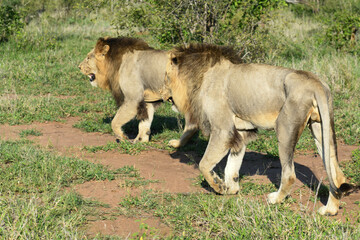 Lions of the Kruger national park on South Africa