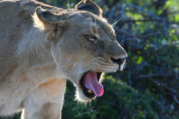 A lioness on Kruger national park, South Africa