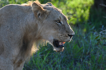 Fototapeta na wymiar A lioness on Kruger national park, South Africa
