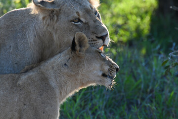 Lionesse on Kruger national park, South Africa