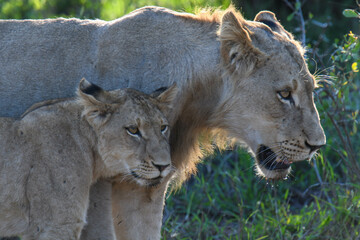 Lionesse on Kruger national park, South Africa
