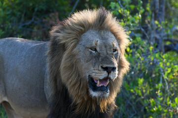 Lion of the Kruger national park on South Africa