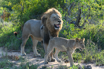 Lion of the Kruger national park on South Africa
