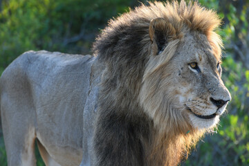 Obraz na płótnie Canvas Lion of the Kruger national park on South Africa