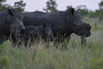 Rinos of the Kruger national park on South Africa