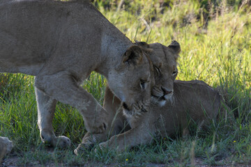 Lionesses on Kruger national park on South Africa