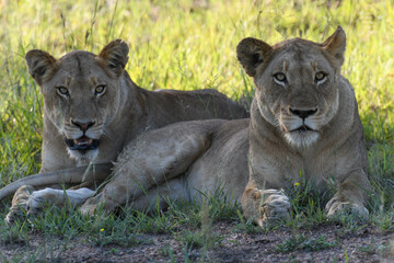 Lionesses on Kruger national park, South Africa