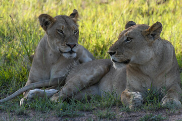 Fototapeta na wymiar Lionesses on Kruger national park, South Africa