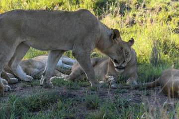Lionesses on Kruger national park, South Africa