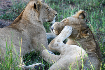 Lionesses on Kruger national park, South Africa