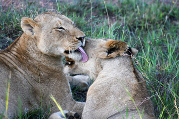Lionesses on Kruger national park, South Africa