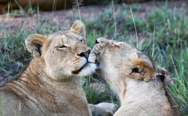 Lionesses on Kruger national park, South Africa