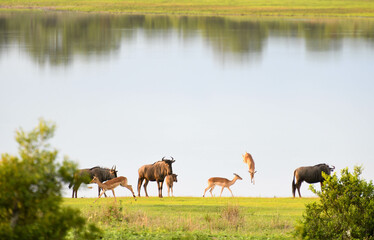 Landscape with lake at the Kruger national park on South Africa