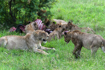 Lions with the remains of a buffalo on Kruger national park, South Africa