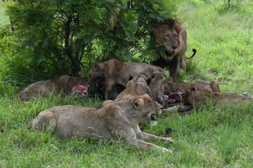 Lions with the remains of a buffalo on Kruger national park, South Africa