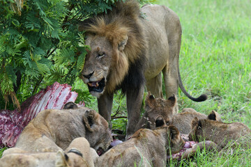 Lions with the remains of a buffalo on Kruger national park, South Africa
