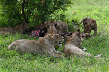 Lions with the remains of a buffalo on Kruger national park, South Africa