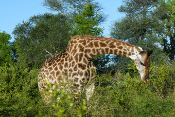 Giraffe of the Kruger national park on South Africa