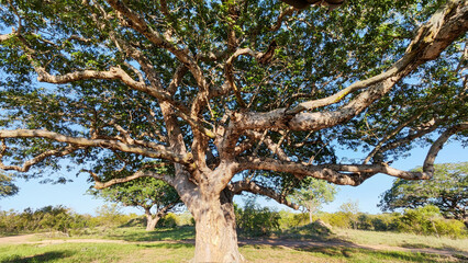 Detail of a tree at the Kruger national park, South Africa