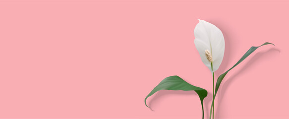 Advertising banner with a elegant spathiphyllum flower. Modern pink abstract floral realistic 3d background.