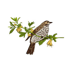 vector drawing bird, song thrush sitting at branch of flowering honeysuckle with yellow flowers and green leaves , hand drawn songbird, isolated nature design element