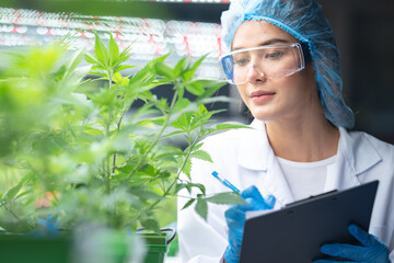 Scientist wearing glasses and gloves checking hemp plants in a marijuana farm, Marijuana research...