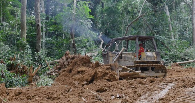 Close-up.Bulldozer making roads into a tropical rainforest for easy access to log trees. Climate Change.Deforestation