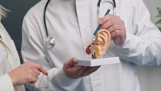 Otolaryngologist consultation. ENT doctor using throat anatomical model to pointing patient ear problems