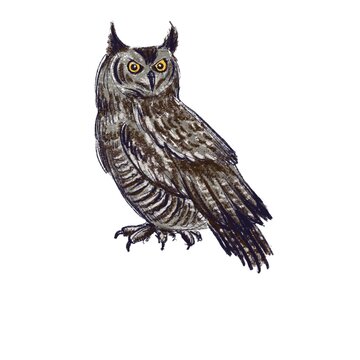 drawing sketch of bird, Eurasian eagle-owl ,Bubo bubo, hand drawn songbird, isolated nature design element