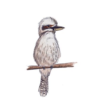 recommend clip art: drawing sketch of bird, laughing kookaburra ,Dacelo novaeguineae, hand drawn songbird, isolated nature design element