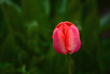 Tulip flower with water drops on flower head blooming in garden with green grass on background. Red tulip flowering, spring day landscape. Sensual nature. Selective focus