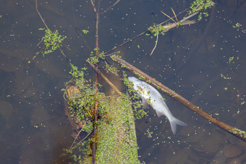 Duckweed and dead fish floating to the surface of the water in the polluted lake. Ecological disaster. Top view