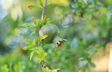 Pomegranate tree branch with fruit