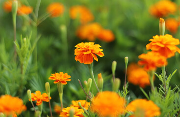 Marigold flowers in the field