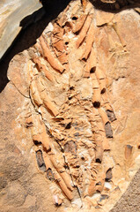 Namibia: Mesosaurus scelett discovery at Spitzkoppe Farm near Keetmanshoop in the Region Karas.