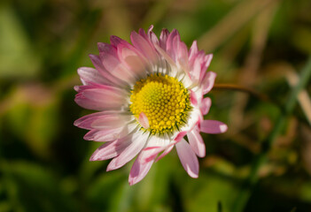 Pink daisy flower.