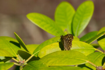 Speckled Wood Butterfly (Pararge aegeria) perched on green leaf in Zurich, Switzerland