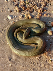The dice snake (Natrix tessellata), a water snake basks in the sun on the sandy shore of a lake