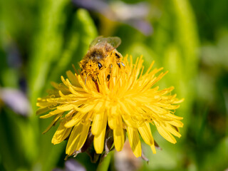 Biene sammelt Pollen auf Löwenzahn