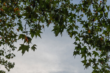 Leaves of trees on the background of the sky. Frame. Place for text.