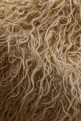 Vertical photo Texture of lamb skin close-up. Texture of white fur. Natural white fur. Animal fur. Abstract textures for designers. A high quality.